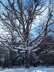 北海道神宮の自然