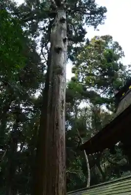 奥宮(鹿島神宮摂社)(茨城県)