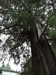 水主神社の自然