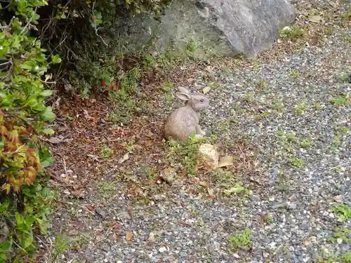 日蓮宗 総本山 塔頭 定林坊(じょうりんぼう)の狛犬