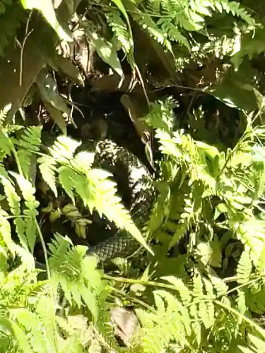 明治神宮(東京都)