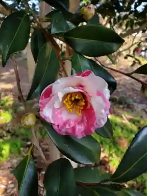 沙沙貴神社(滋賀県)