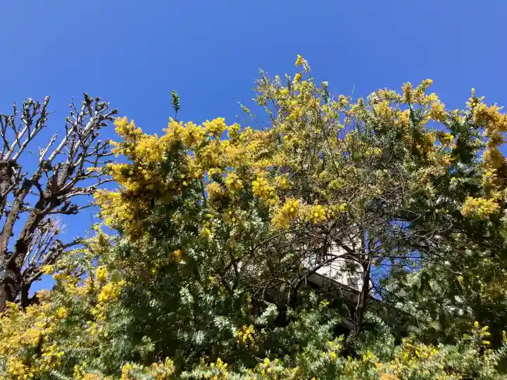 蔵前神社の{uncategorized: "未分類", other: "その他", undefined: "問題あり", building: "その他建物", grave: "お墓", sacred_gate: "鳥居", guardian: "狛犬", statue: "像", buddha: "仏像", history: "歴史", nature: "自然", garden: "庭園", animal: "動物", pagoda: "塔", temizu: "手水舎", mountain_gate: "山門・神門", sanctuary: "本殿・本堂", subordinate: "末社・摂社", art: "芸術", scenery: "景色", jizo: "地蔵", ema: "絵馬", goshuin: "御朱印", omikuji: "おみくじ", items: "授与品その他", amulet: "お守り", goshuincho: "御朱印帳", eats: "食事", festival: "お祭り", votive_dance: "神楽", shichigosan: "七五三参", wedding: "結婚式", experience: "体験その他", initially: "初詣", around: "周辺", anti_infection: "感染症対策"}