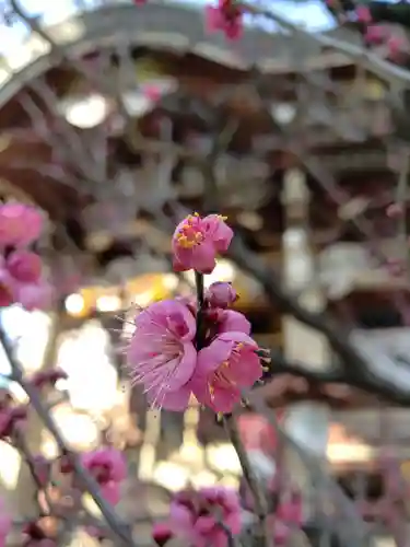 諏訪神社の自然
