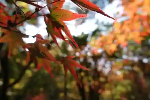 神峯山寺(大阪府)