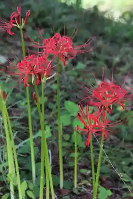 国宝 大法寺(長野県)
