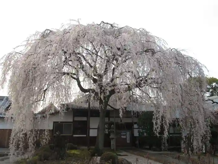 本満寺(本願満足寺)の自然