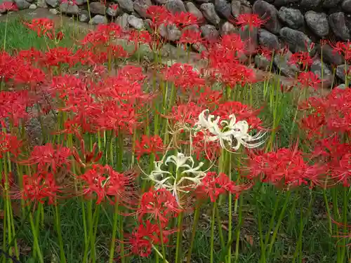 横浜　西方寺の自然