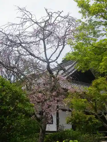 浄光明寺の自然