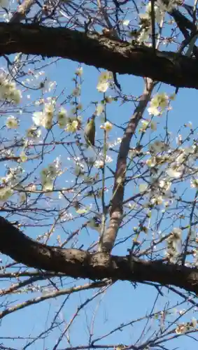 菅原神社（子安天満宮）の自然