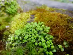 杉本寺(神奈川県)(2026年02月28日(土) 08時55分00秒投稿)