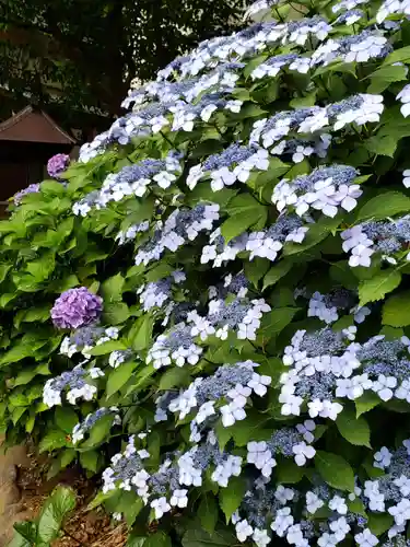 鳩森八幡神社の自然