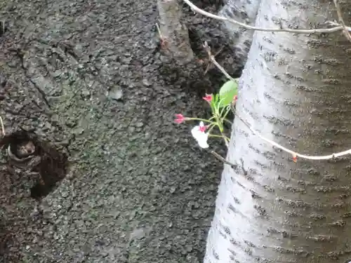 弥生神社の自然