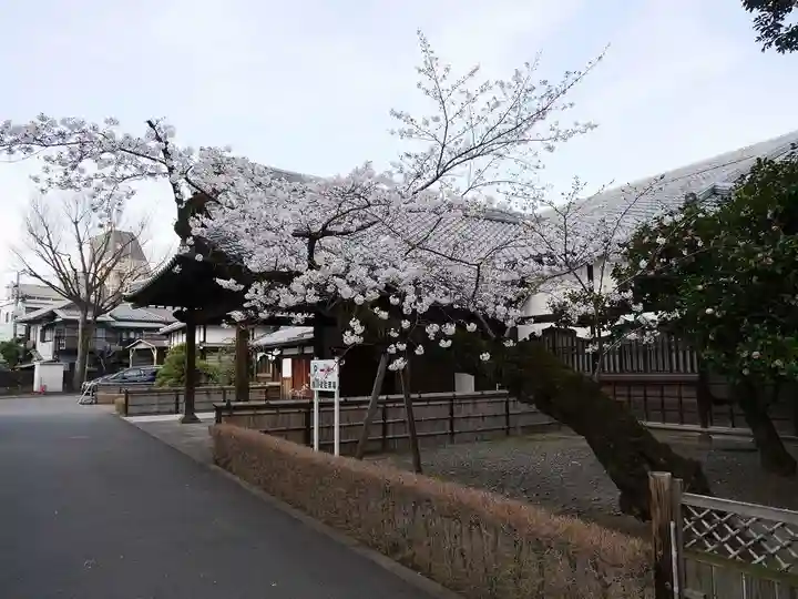 寛永寺(根本中堂)の自然