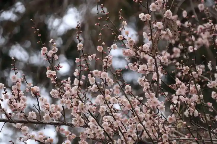 阿久津「田村神社」(郡山市阿久津町)旧社名:伊豆箱根三嶋三社の自然
