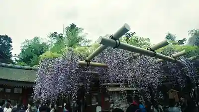 春日大社(奈良県)