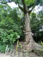 宇治上神社の自然