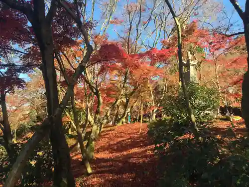 禅林寺（永観堂）の自然