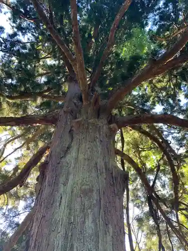 白河神社の自然