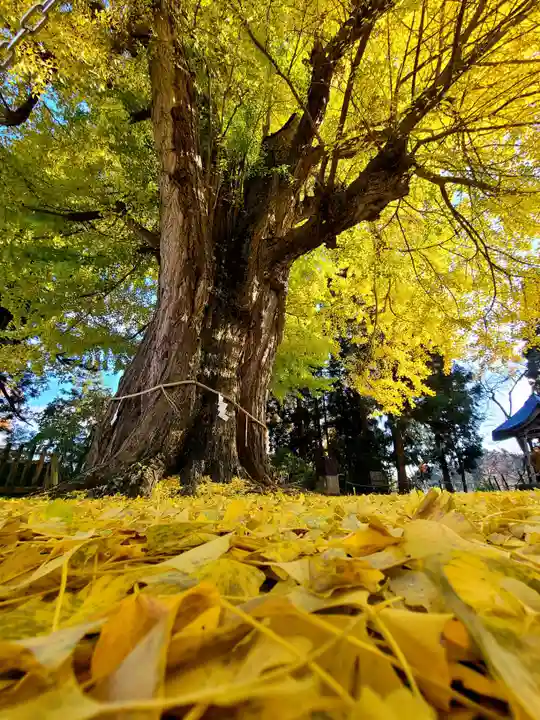 新宮熊野神社の自然