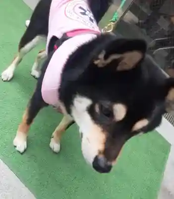 【閉業】小石川大神宮(東京都)