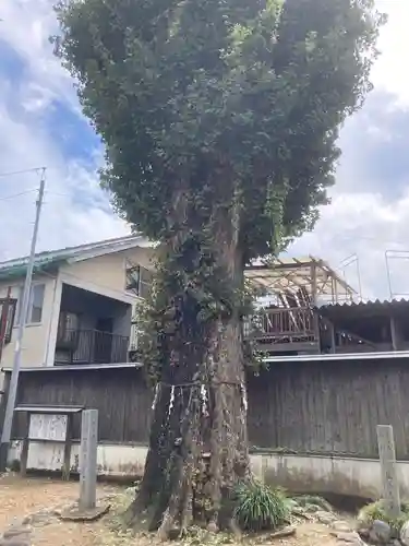 八幡神社の自然