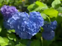 明月院(神奈川県)