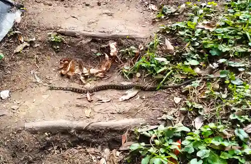 洲崎神社(千葉県)