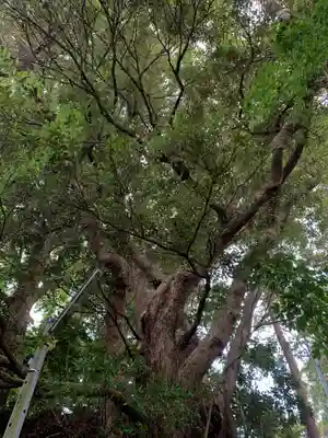 御嶽神社の自然