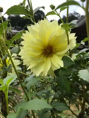 岡寺（龍蓋寺）の自然