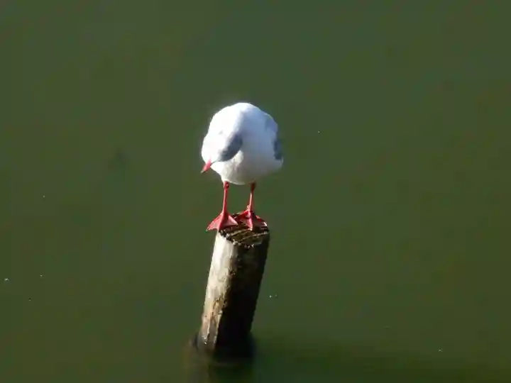 鶴岡八幡宮の動物
