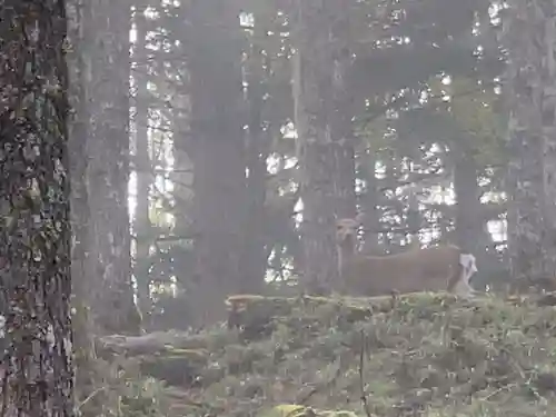 七面山敬慎院の動物