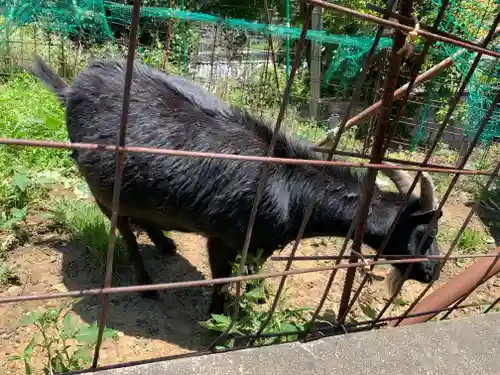 賀茂別雷神社の動物