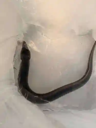 石内のお大師さん　金剛院(広島県)