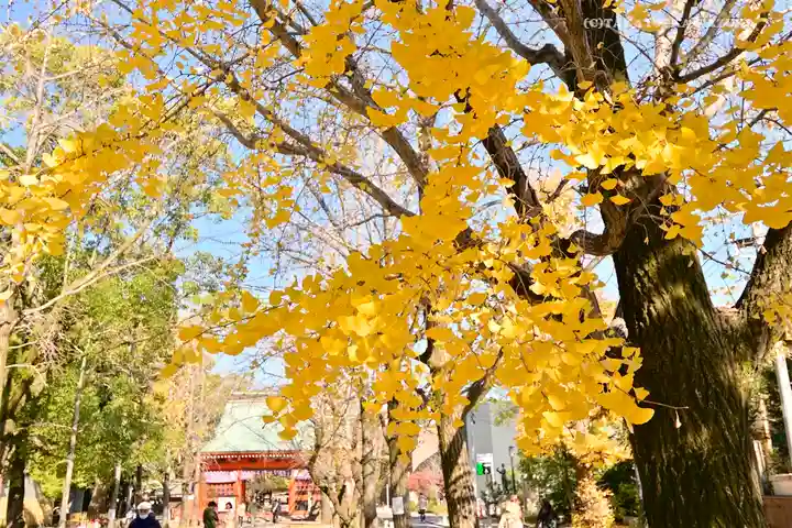 葛飾八幡宮の自然