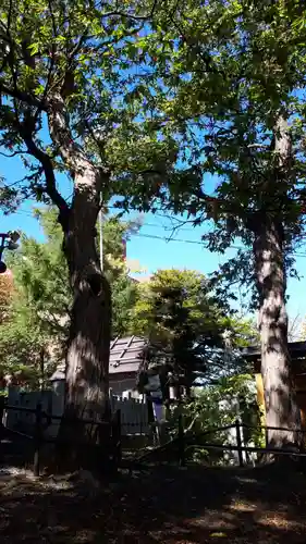 手稲神社の自然