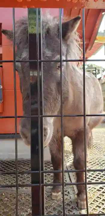 神田神社(神田明神)の動物