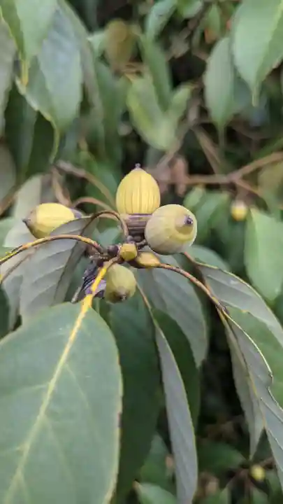 犬山寂光院の自然