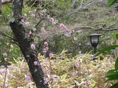 安國論寺（安国論寺）の自然