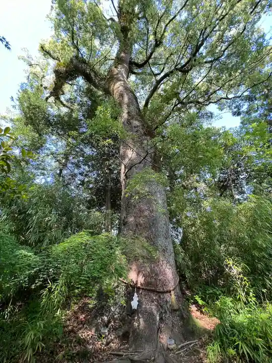 土佐神社(高知県)