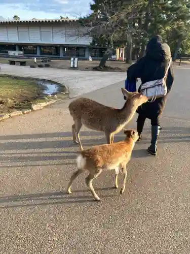 氷室神社の動物