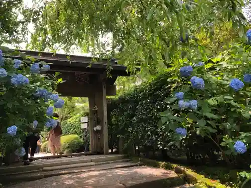 明月院の山門