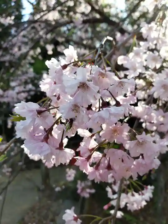鳩森八幡神社の自然