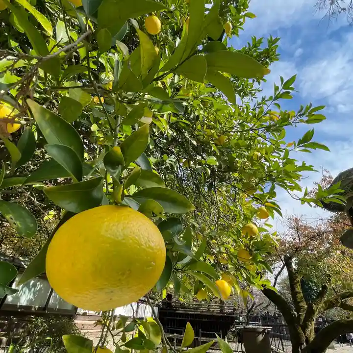 上野東照宮の自然