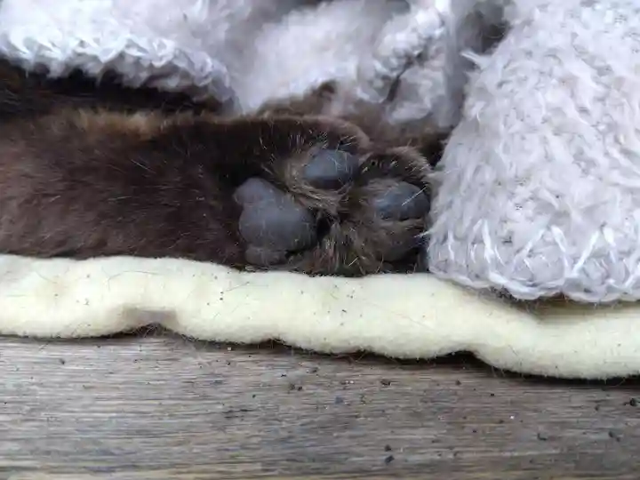 御誕生寺(猫寺)(福井県)