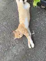 鹿角八坂神社の動物