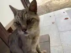 玉野御嶽神社の動物