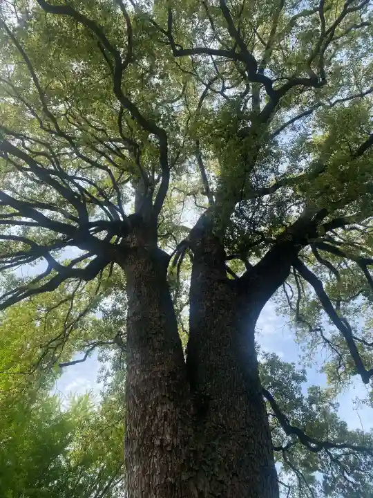 冠稲荷神社の{uncategorized: "未分類", other: "その他", undefined: "問題あり", building: "その他建物", grave: "お墓", sacred_gate: "鳥居", guardian: "狛犬", statue: "像", buddha: "仏像", history: "歴史", nature: "自然", garden: "庭園", animal: "動物", pagoda: "塔", temizu: "手水舎", mountain_gate: "山門・神門", sanctuary: "本殿・本堂", subordinate: "末社・摂社", art: "芸術", scenery: "景色", jizo: "地蔵", ema: "絵馬", goshuin: "御朱印", omikuji: "おみくじ", items: "授与品その他", amulet: "お守り", goshuincho: "御朱印帳", eats: "食事", festival: "お祭り", votive_dance: "神楽", shichigosan: "七五三参", wedding: "結婚式", experience: "体験その他", initially: "初詣", around: "周辺", anti_infection: "感染症対策"}