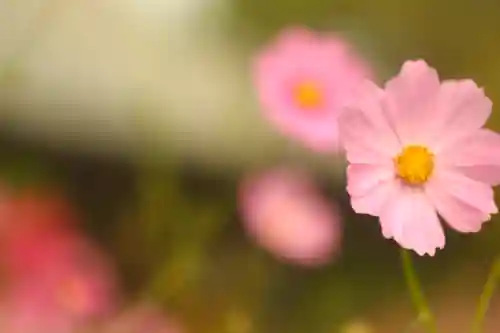 般若寺 ❁﻿コスモス寺❁(奈良県)