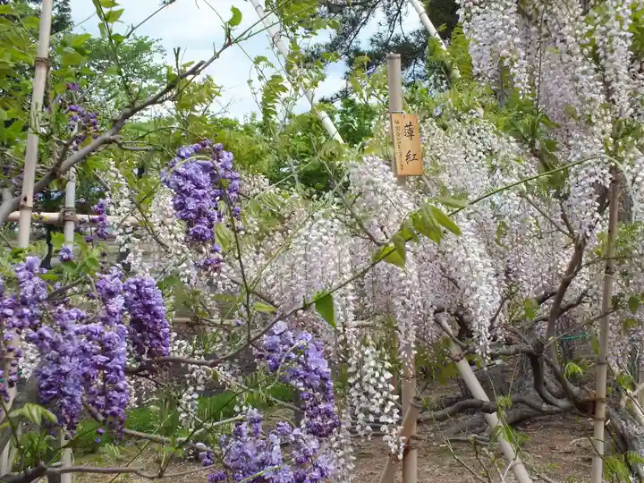 志那神社の自然